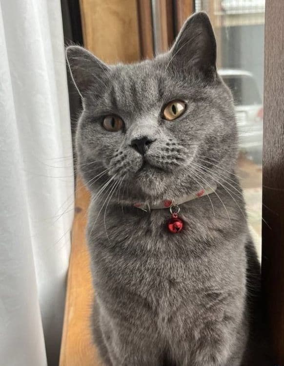 Кот породы Scottish Straight на вязку — 2