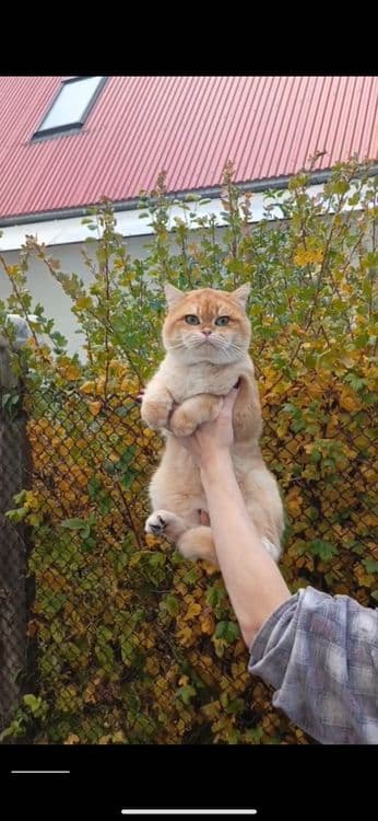 Вязка, кот класса: SHOW (ЗРЕЛИЩЕ) — 2