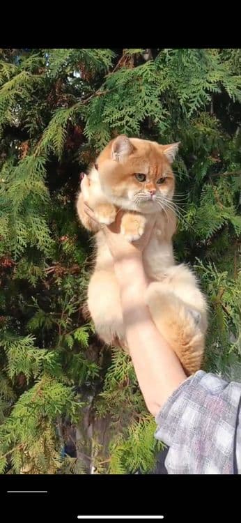 Вязка, кот класса: SHOW (ЗРЕЛИЩЕ) — 4