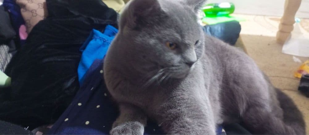 Вязка котов( Мушук эркаги заказга 400000 сум — 2