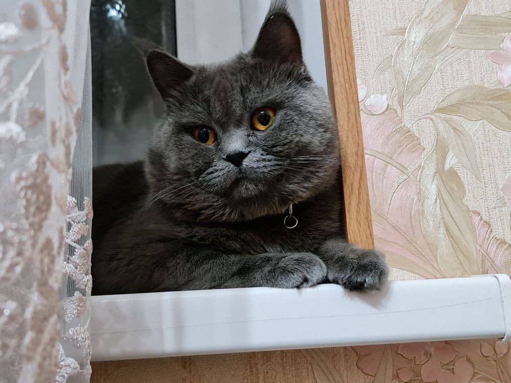 Вязка, кот Бакс страйт. — 1
