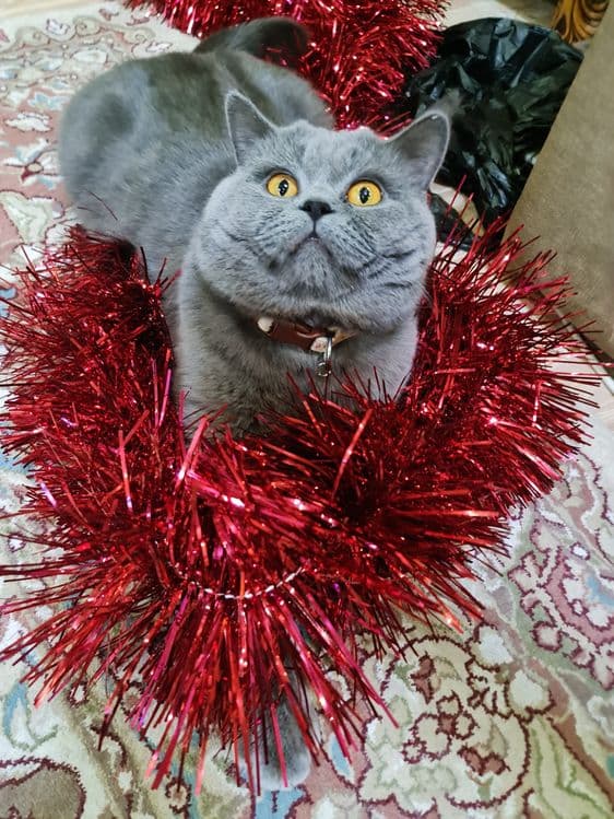 Вязка, кот Бакс страйт. — 2