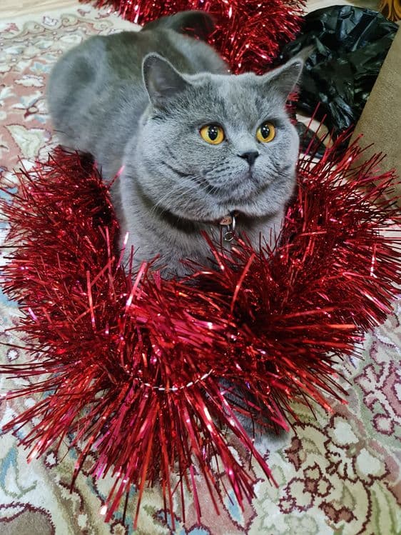 Вязка, кот Бакс страйт. — 3
