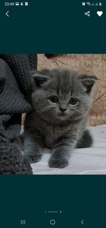 Вязка, кот Бакс страйт. — 4
