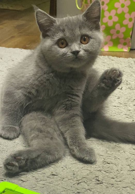 Вязка, кот Бакс страйт. — 5