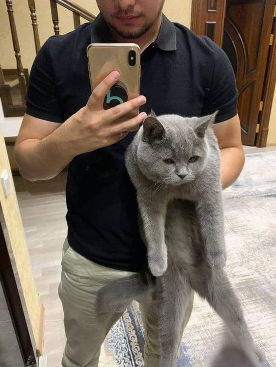 Вязка, кот Бакс страйт. — 6