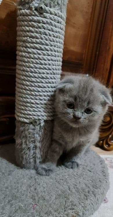 Вязка, кот Бакс страйт. — 7