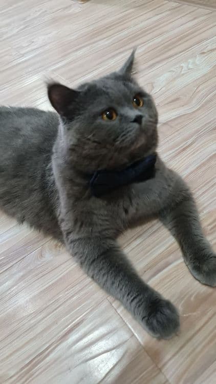 Вязка, кот Бакс страйт. — 8