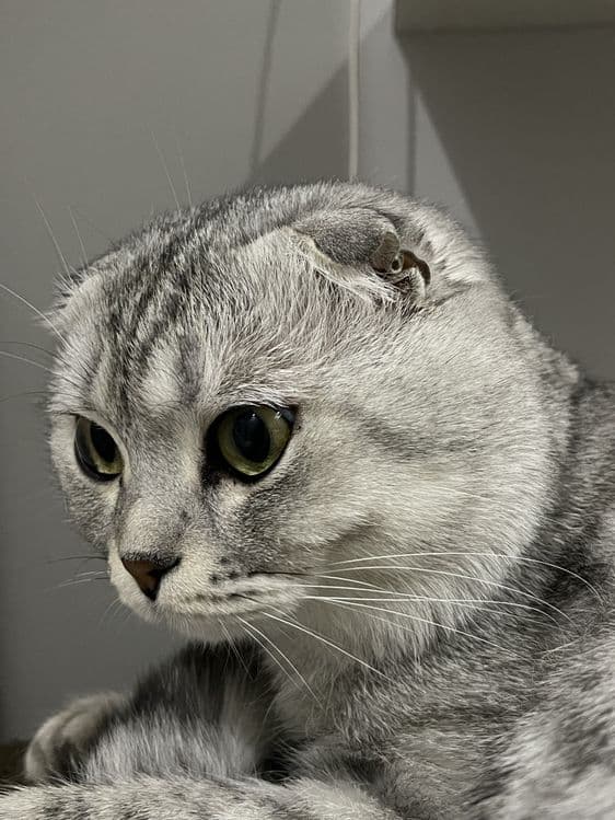 Вязка Скотишь Фолд — 2