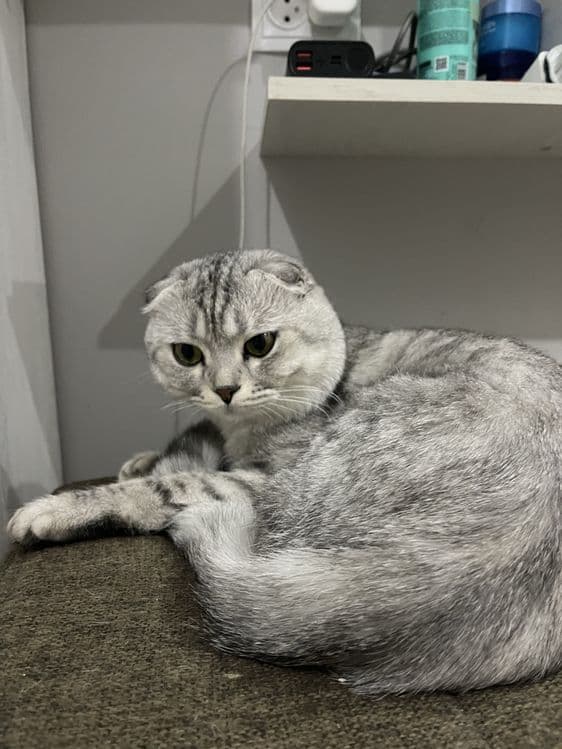 Вязка Скотишь Фолд — 3
