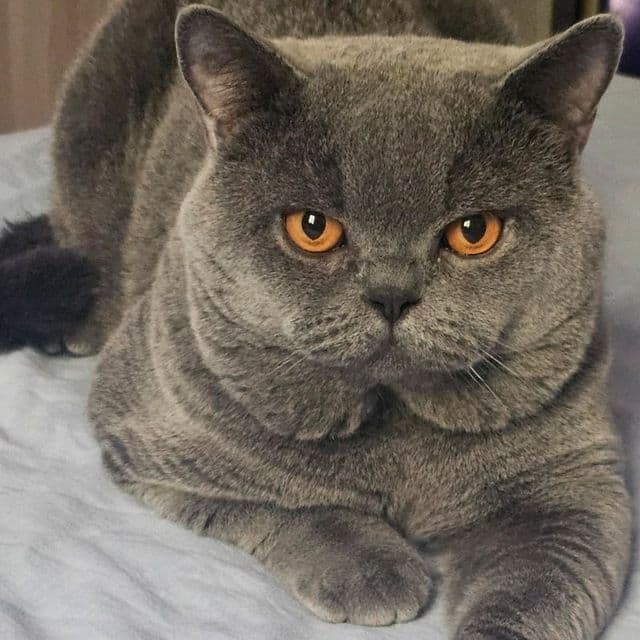 Вязка британец короткошерстный — 3