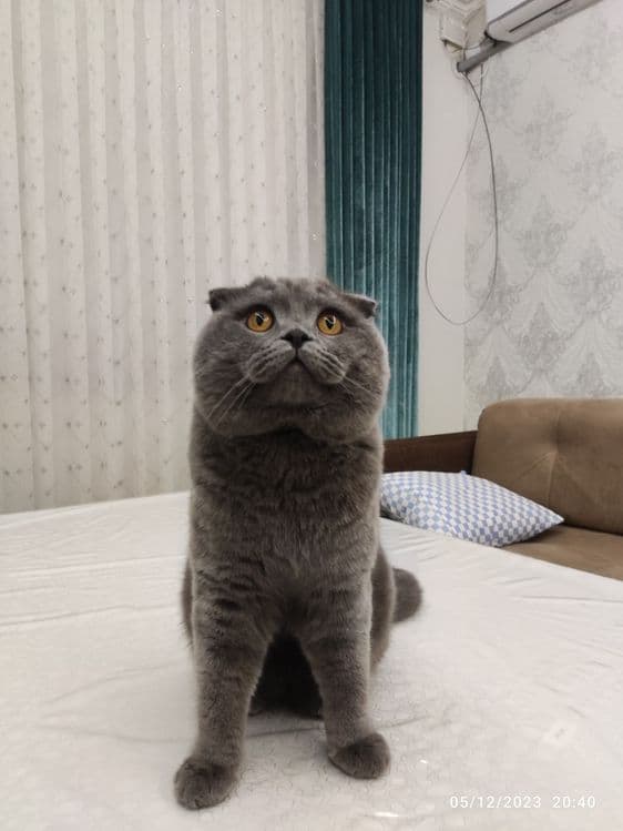 Вязка Scottish Fold, Nasli toza, (Sotilmaydi) — 1