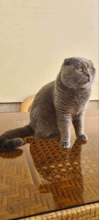 Вязка Scottish Fold, Nasli toza, (Sotilmaydi) — 2