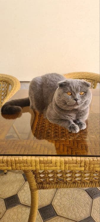 Вязка Scottish Fold, Nasli toza, (Sotilmaydi) — 3