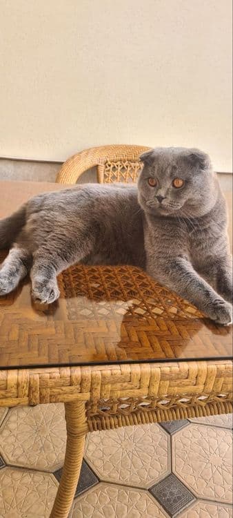 Вязка Scottish Fold, Nasli toza, (Sotilmaydi) — 4
