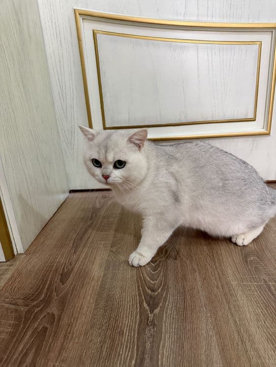 Вязка Британский котов с Родословной,Золотой,Серебристый,Лиловый — 4