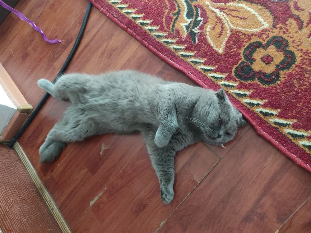 Скотиш фолт вязка — 2