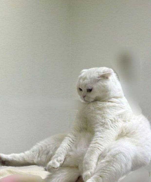 Скоттиш-фолд вязка — 2