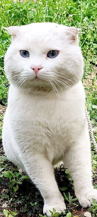 Скоттиш-фолд вязка — 3