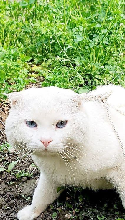 Скоттиш-фолд вязка — 4