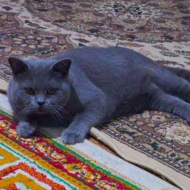 Britanskiy mushugimiz ayol mushuklarni uvhrashuvga chaqiradi — 2