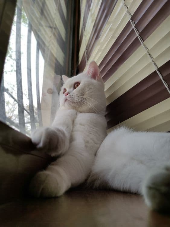 Скоттиш страйт кот на вязку — 1