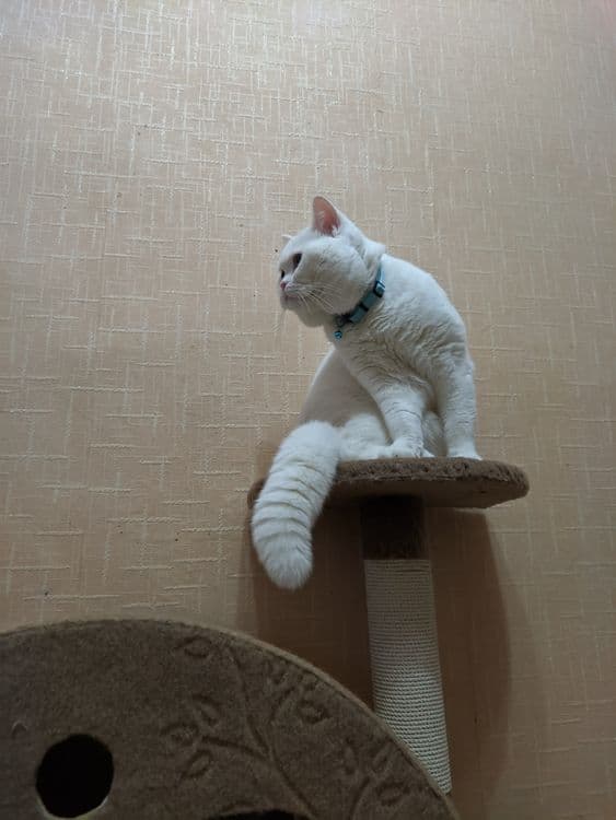 Скоттиш страйт кот на вязку — 2