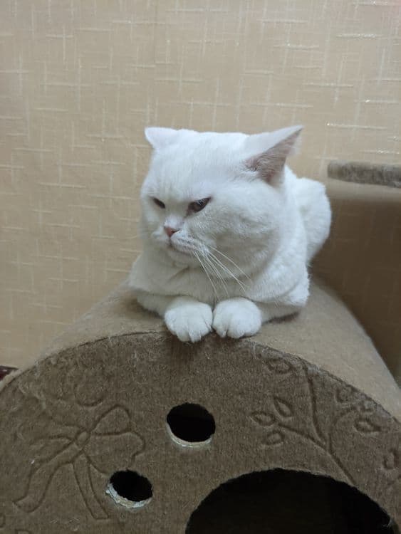 Скоттиш страйт кот на вязку — 3