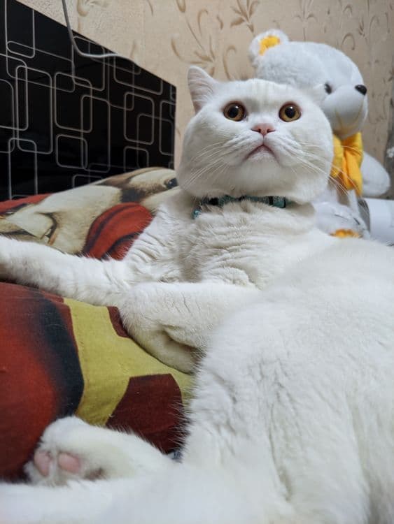 Скоттиш страйт кот на вязку — 4