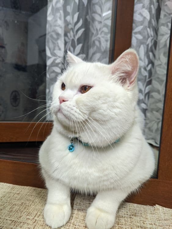 Скоттиш страйт кот на вязку — 5