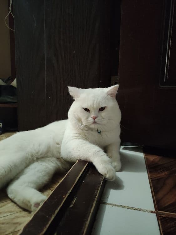 Скоттиш страйт кот на вязку — 6