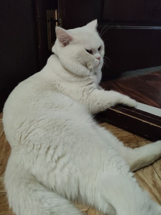 Скоттиш страйт кот на вязку — 7