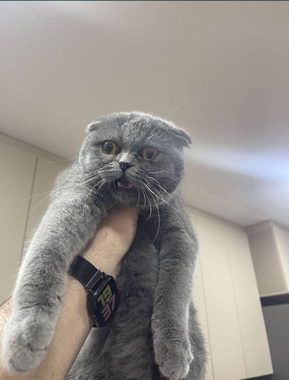 ВЯЗКА. Тоза қонли  Шотландские вислоухие — 3
