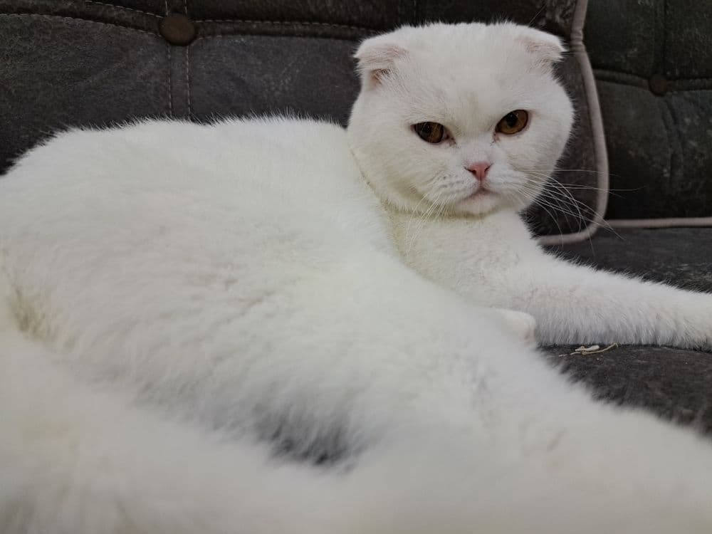 Скоттиш фолд ищет кошечку для вязки — 1