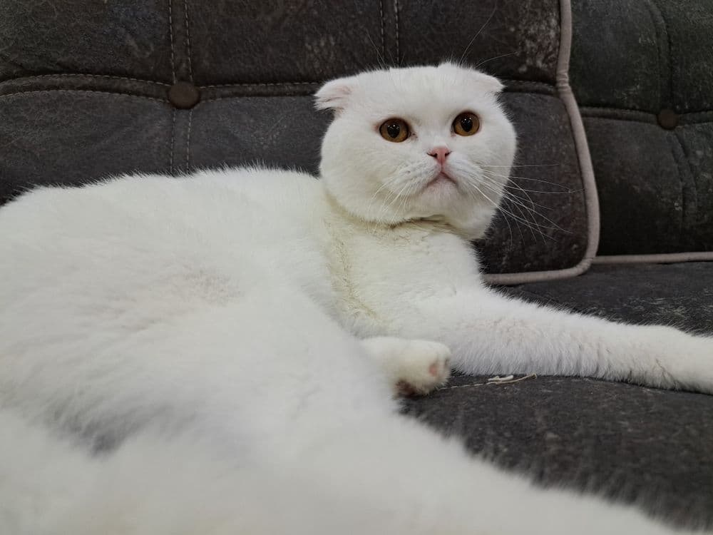 Скоттиш фолд ищет кошечку для вязки — 3