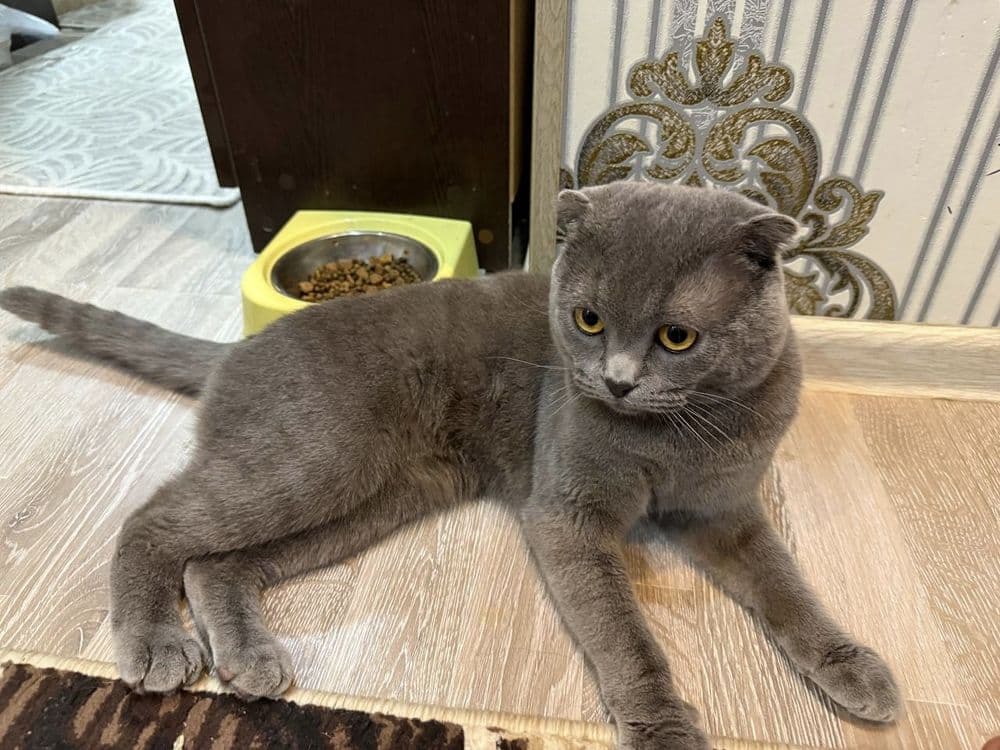 Скотишь фолд  для вязки — 1
