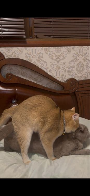 Вязка Британский золотая шиншилла — 3