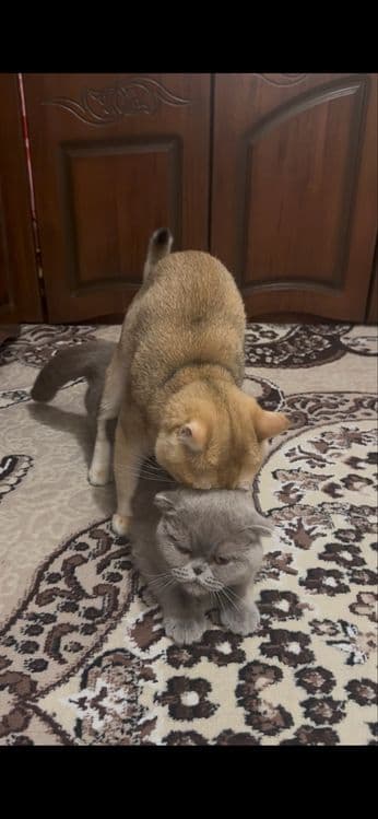 Вязка Британский золотая шиншилла — 5