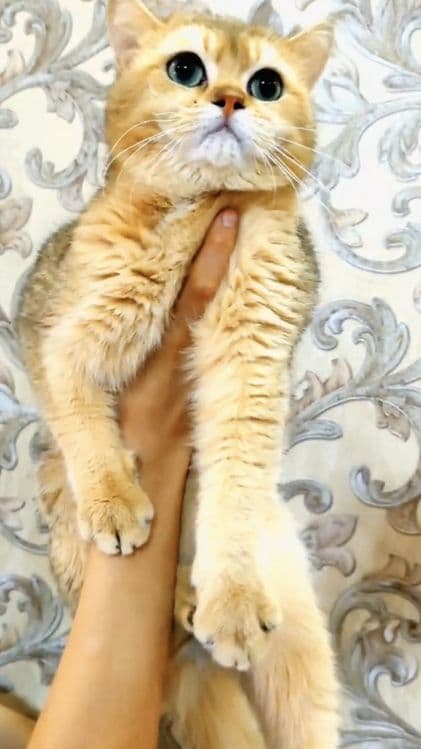 Золотая шиншилла для вязки — 2