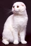 Вязка ищем кошечку