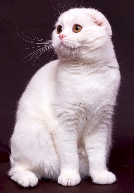Вязка ищем кошечку — 1