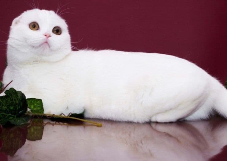 Вязка ищем кошечку — 2