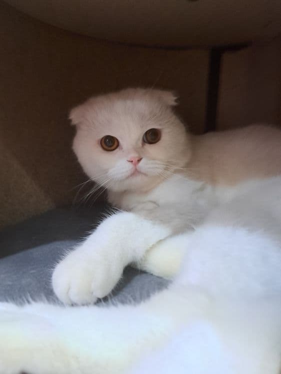 Вязка ищем кошечку — 3