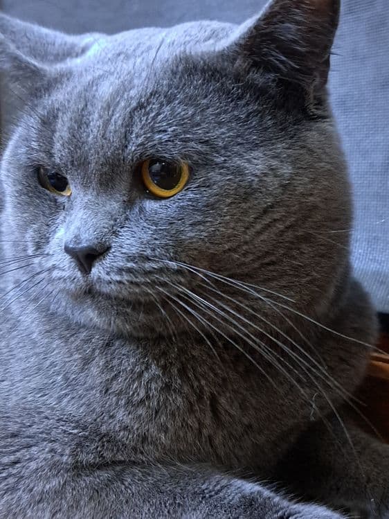 На вязку!котик ищет кошечек — 2