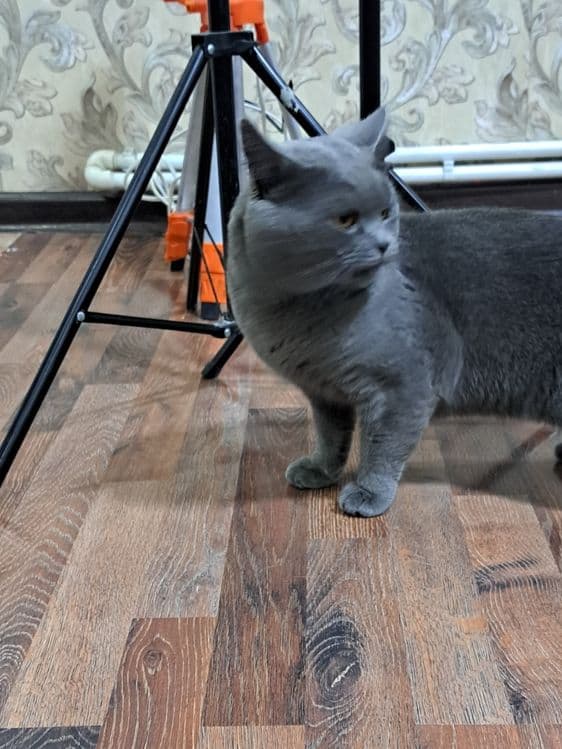 На вязку!котик ищет кошечек — 3