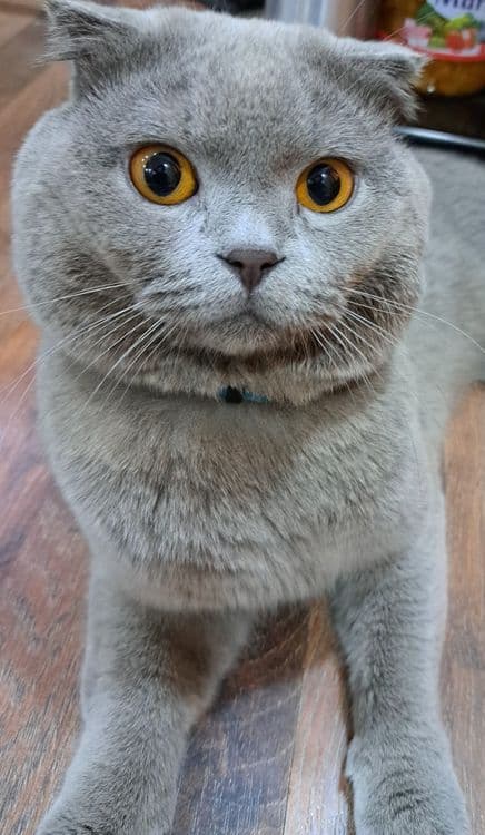 Вязка скотиш фолд — 2