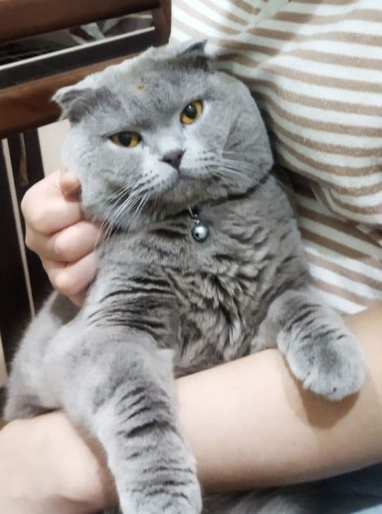 Вязка скотиш фолд — 3