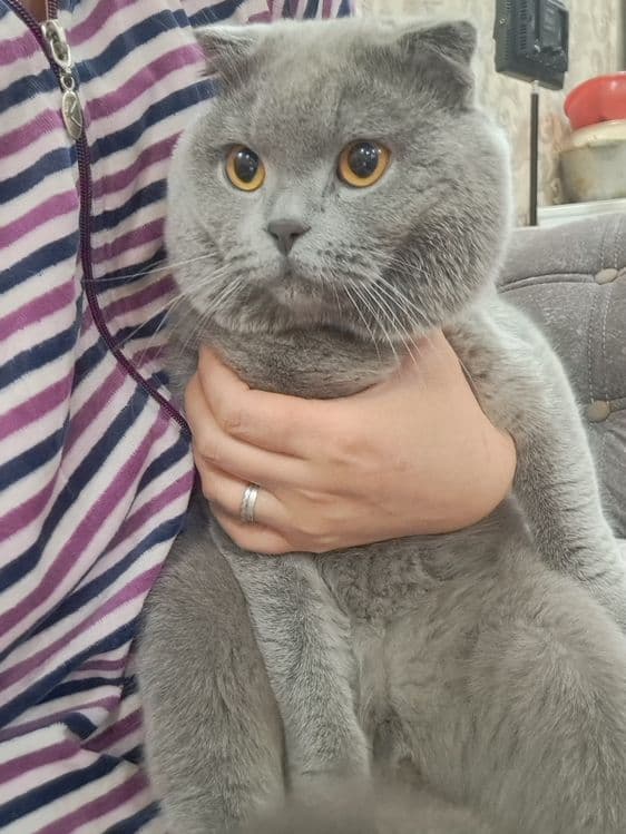 Вязка скотиш фолд — 4