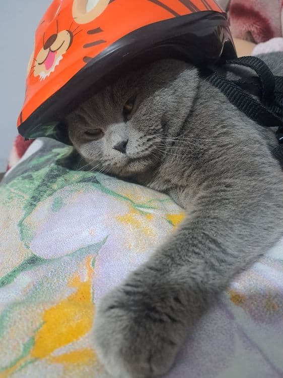 КОТ Шотландский веслоухый ждёт невестку на вязку — 2