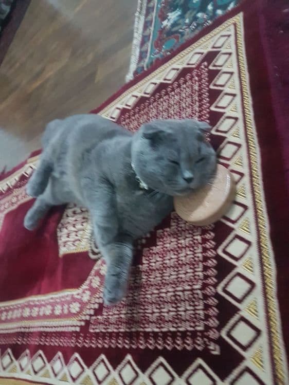 КОТ Шотландский веслоухый ждёт невестку на вязку — 3